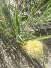 Andrena astragali