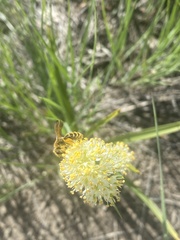 Andrena astragali