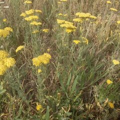 Achillea arabica