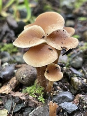 Alnicola