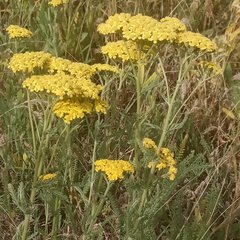 Achillea arabica