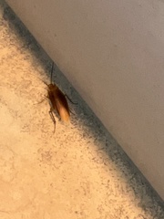 Periplaneta americana