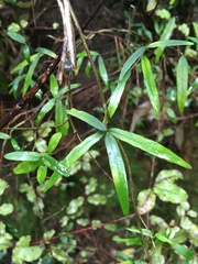 Parsonsia heterophylla