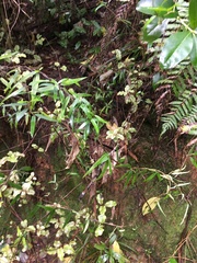 Parsonsia heterophylla