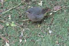 Phoenicurus ochruros