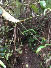 Parsonsia heterophylla