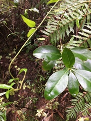 Parsonsia heterophylla