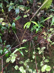 Parsonsia heterophylla