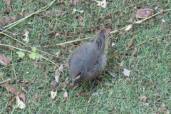 Phoenicurus ochruros