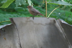 Phoenicurus ochruros