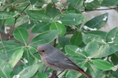 Phoenicurus ochruros