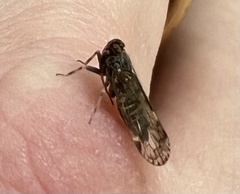 Melanoliarus placitus