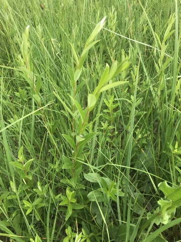 vŕba rozmarínolistá (Salix rosmarinifolia)