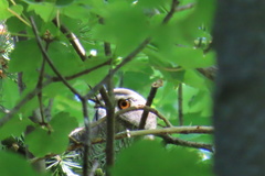 Accipiter gentilis