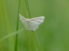 Idaea pallidata