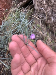 Lathyrus hitchcockianus