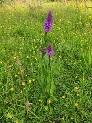 Dactylorhiza purpurella