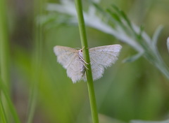 Idaea pallidata