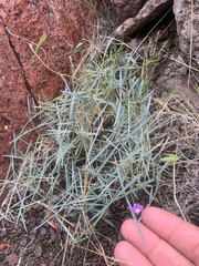 Lathyrus hitchcockianus