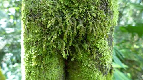 Plagiochila obtusa