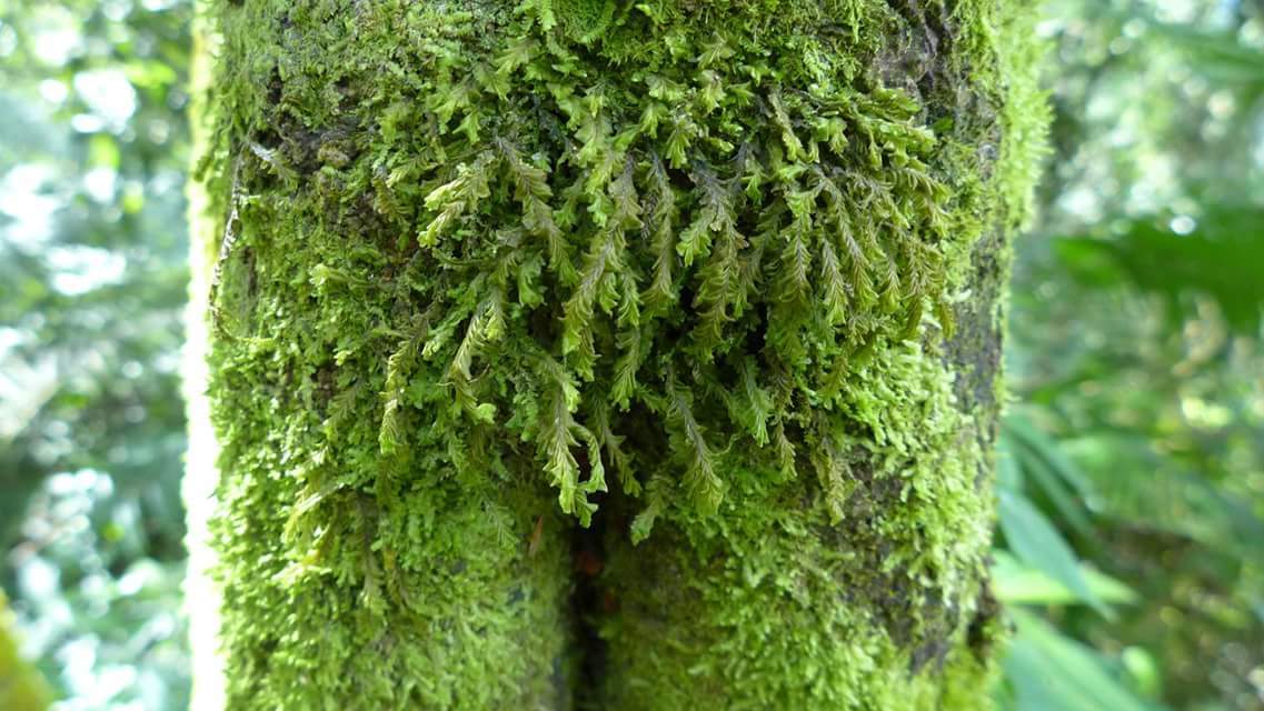 Plagiochila obtusa