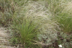 Stipa lessingiana