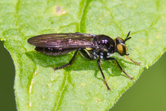 Eudioctria