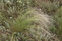Stipa lessingiana