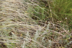 Stipa lessingiana