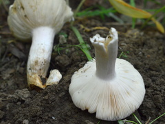 Russula parazurea