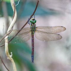 Polycanthagyna erythromelas