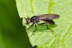 Eudioctria