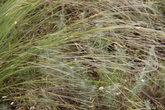 Stipa lessingiana