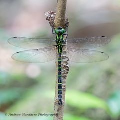 Polycanthagyna erythromelas