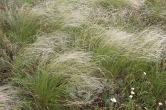 Stipa lessingiana