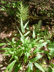 Dichanthelium polyanthes