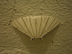 Urapteroides astheniata