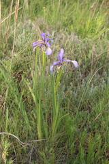 Iris notha
