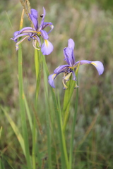 Iris notha