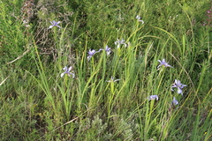 Iris notha