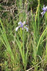 Iris notha