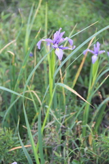 Iris notha