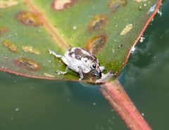 Rhinoncus albicinctus