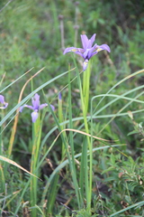 Iris notha