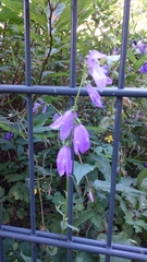 Campanula rapunculoides