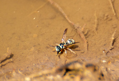 Nomada texana