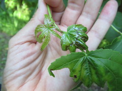 Phyllocnistis liquidambarisella