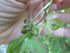 Phyllocnistis liquidambarisella