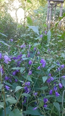 Campanula rapunculoides