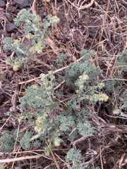 Artemisia spinescens